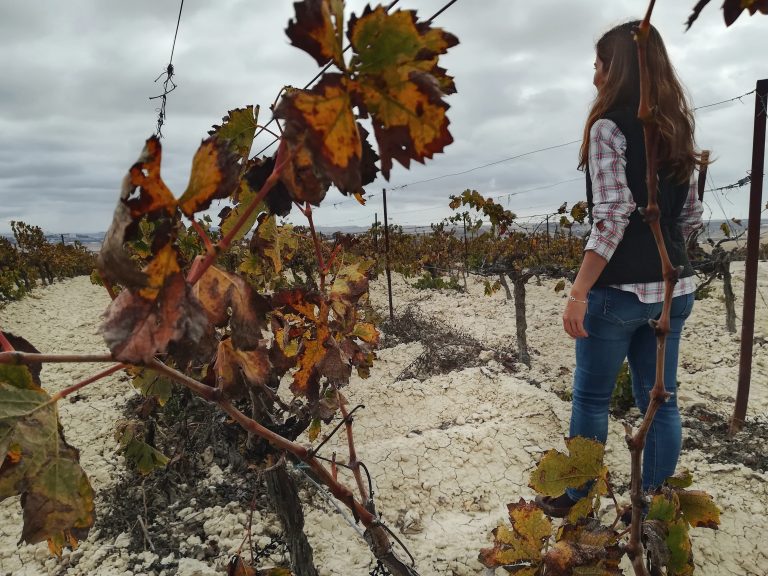 Origen de la Vitis
