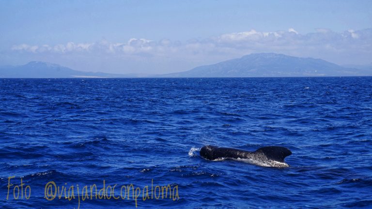 Conoce el Estrecho de Gibraltar en barco